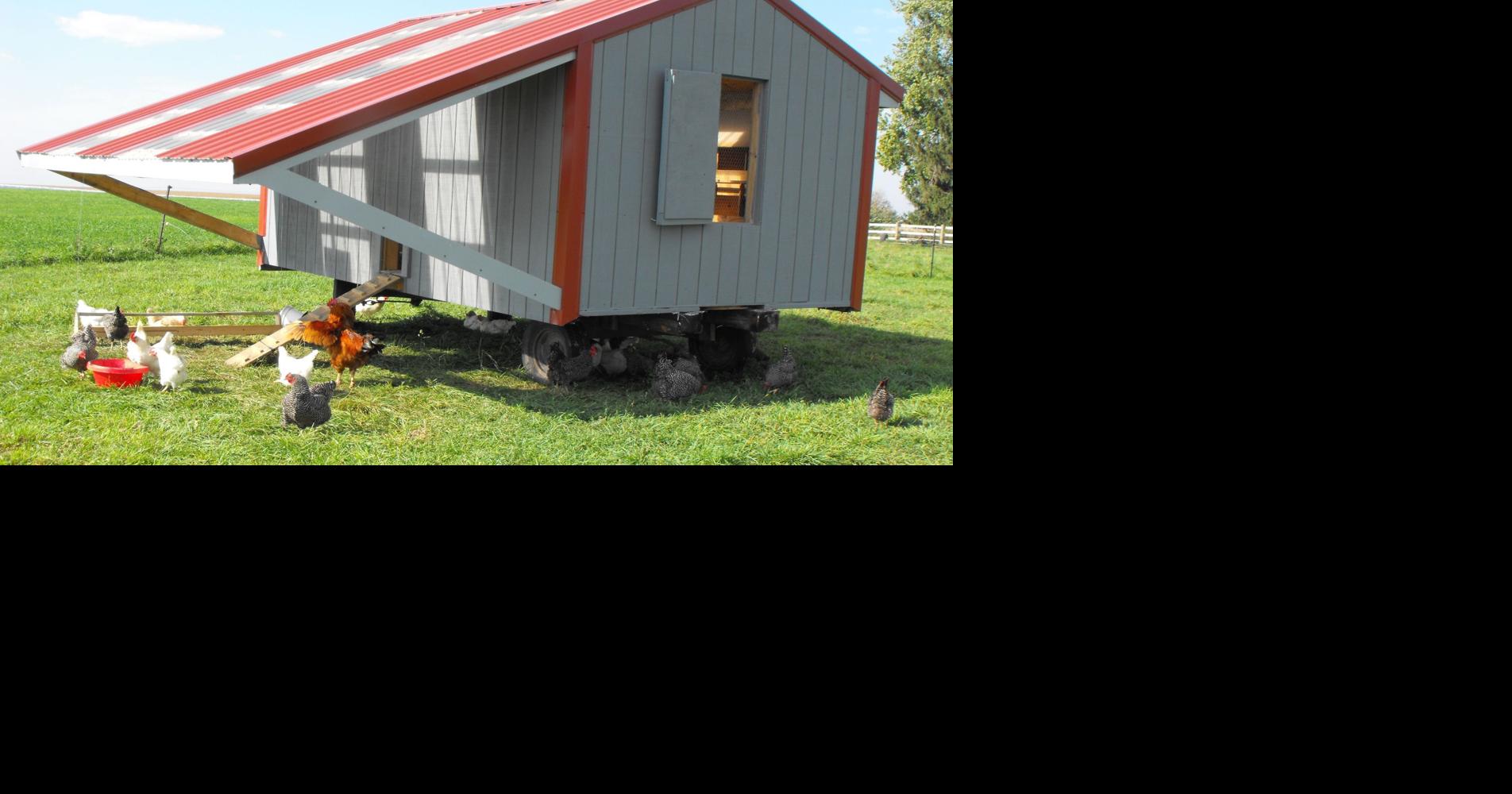 Red Rooster Ranch produces non-GMO 'pastured' eggs