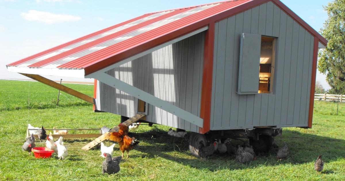 Red Rooster Ranch produces non-GMO 'pastured' eggs