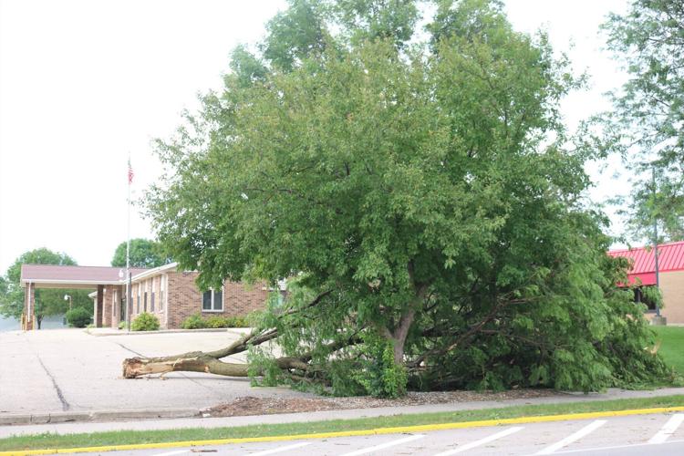 A downed tree is pictured by the Forest City Senior Center on July 6..JPG