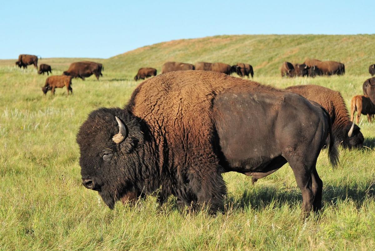 Where the buffalo roam viewing can be a dangerous obsession