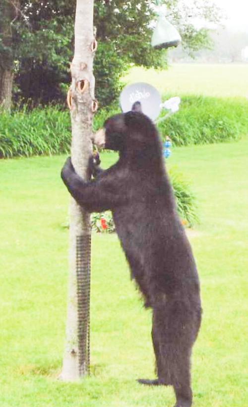 Osage bear 2