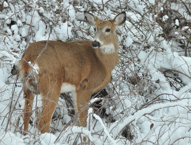 Washburn: Iowa's 'other' deer season has begun