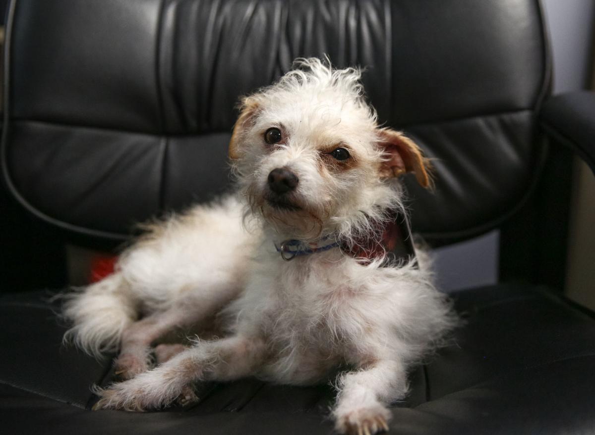Nugget Delivers Happiness Every Day At Mason City Alternative School Mason City North Iowa Globegazette Com