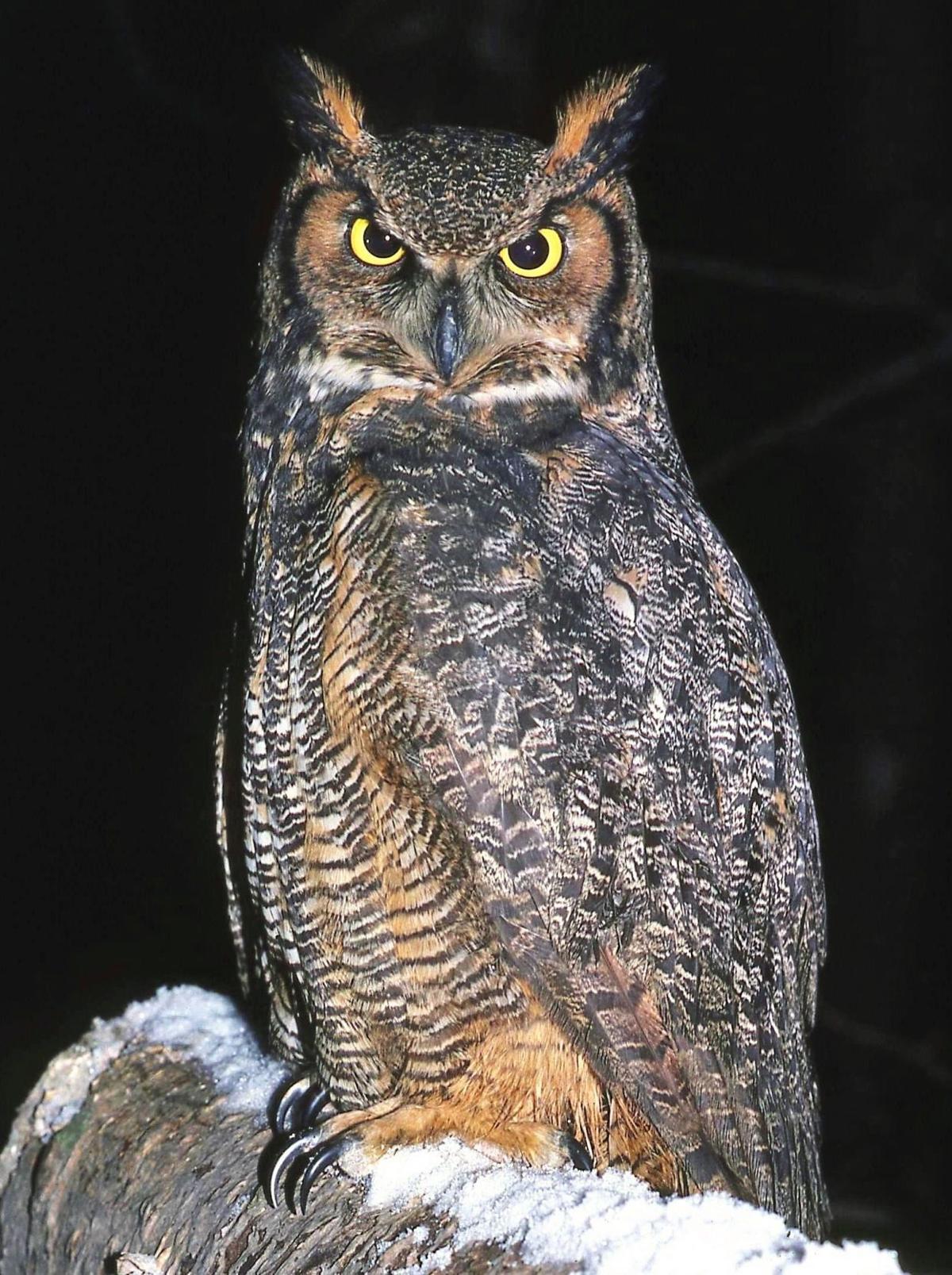 Washburn Nighttime Owl Hikes Provide Winter Recreation Mason