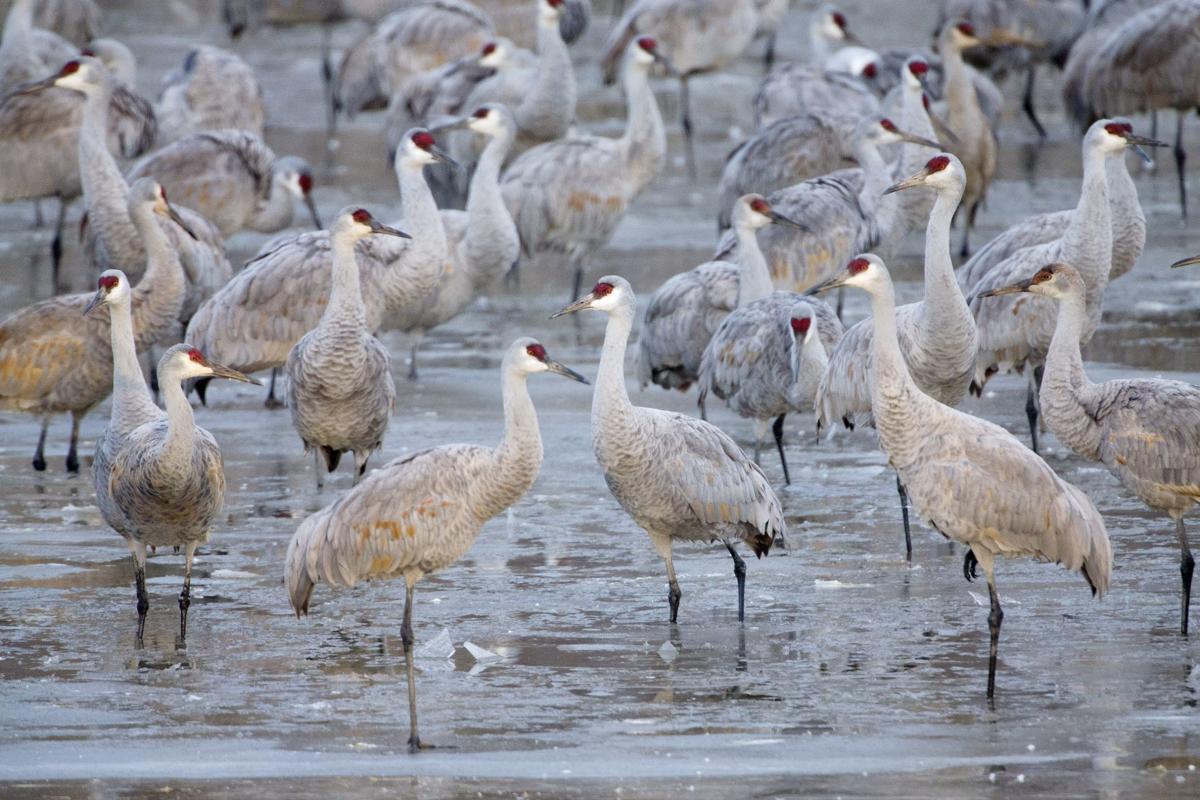 New study to track sandhill cranes in Iowa Mason City & North Iowa