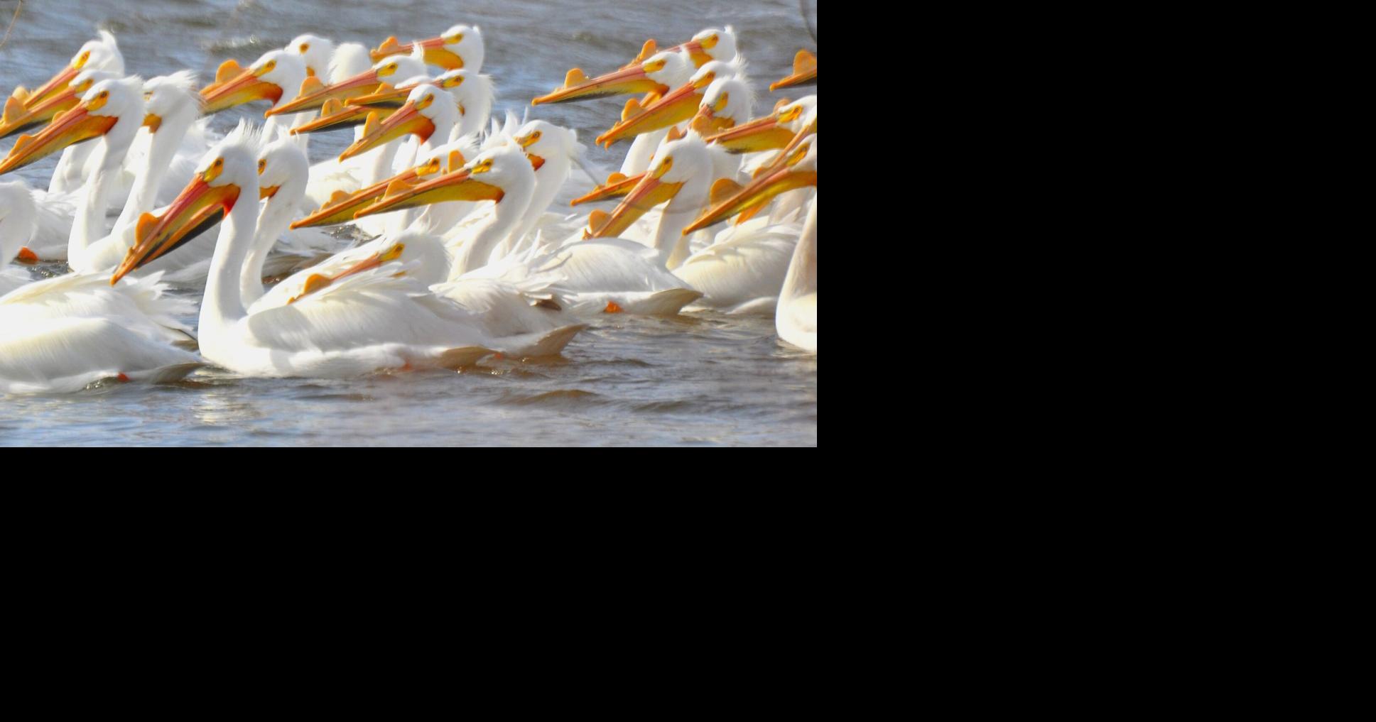 WASHBURN: Pelicans descend on Ventura Marsh during their annual trek north