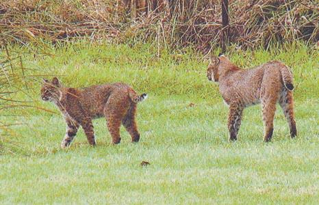 Bobcats help control deer population, Columnists