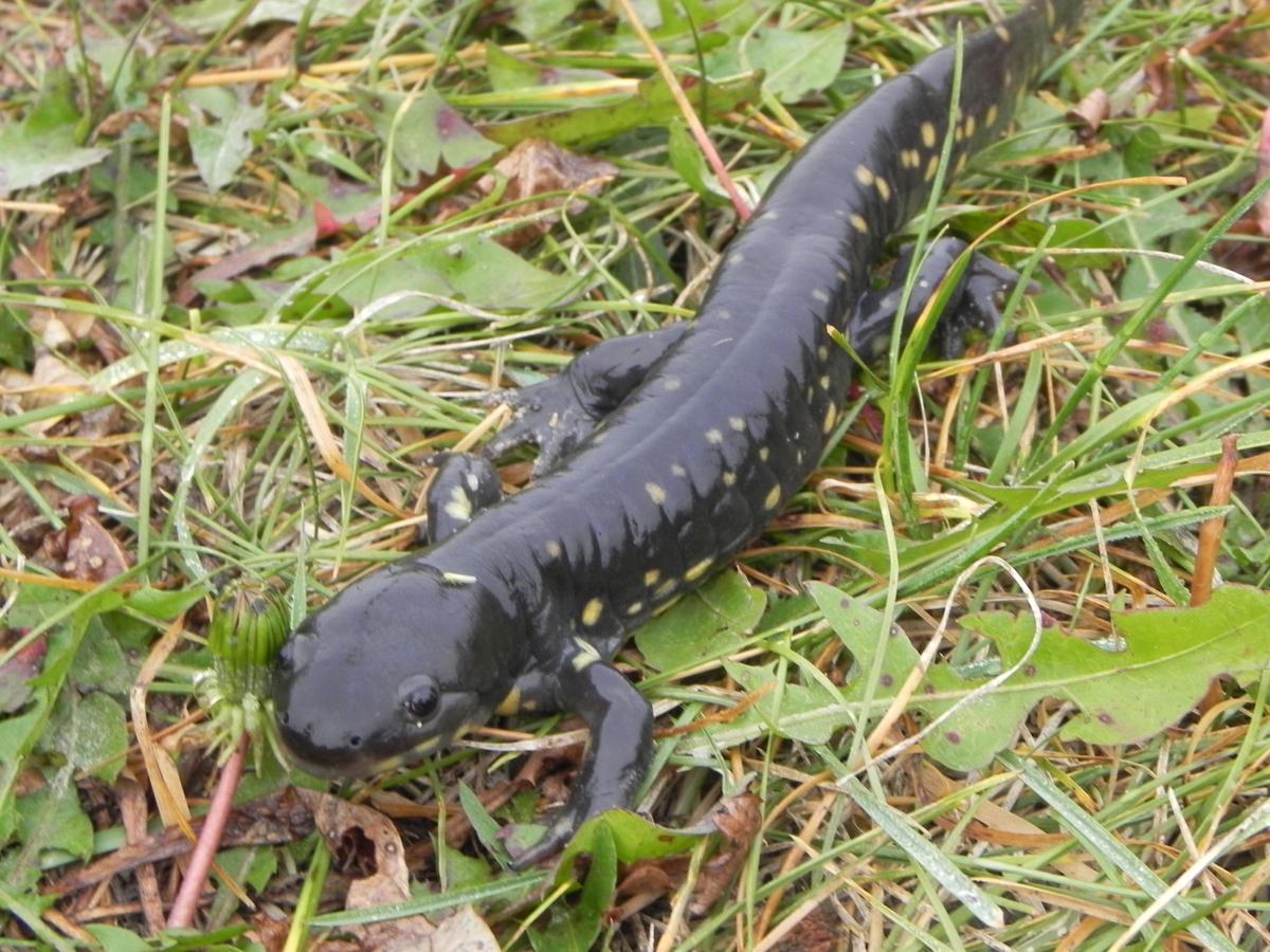 Salamander