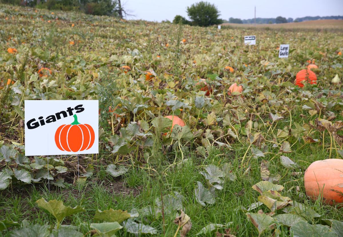 ‘Our little piece of heaven’ Family opens pumpkin patch in Clear Lake