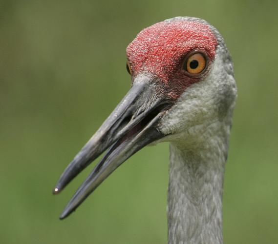New study to track sandhill cranes in Iowa