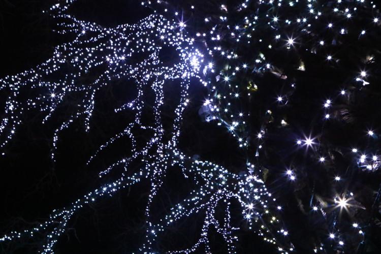 Hanlontown tree shines brightly for passersby