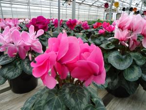 Ottos2-29-16 035.JPG