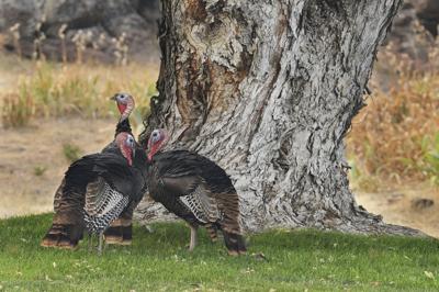 Springfield Oregon Turkeys Oregon town seeks solutions to wild turkeys, their droppings