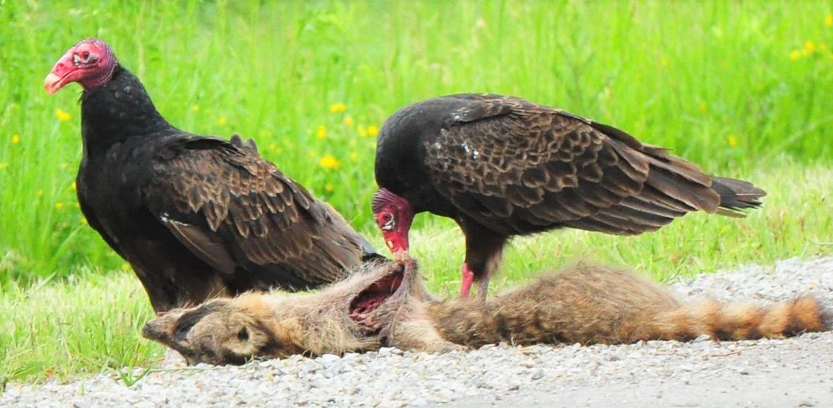Vultures with roadkill