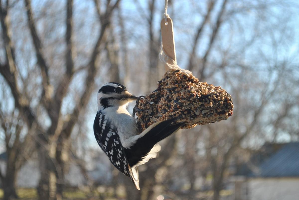 Woodpeckers In The Winter News Globegazette Com