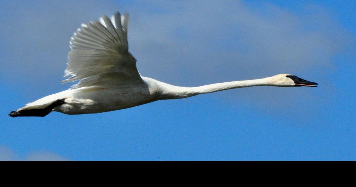trumpeter swan flying