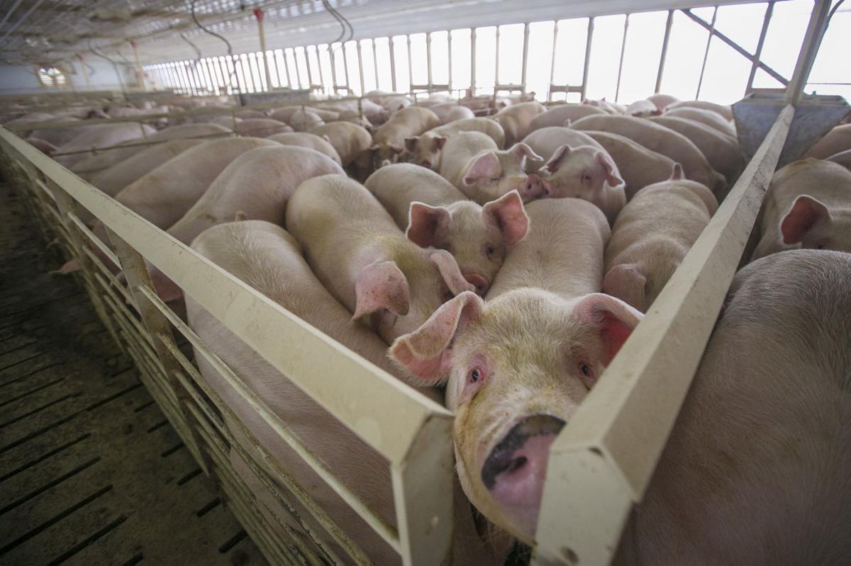 Webster County Supervisors Request New State Hog