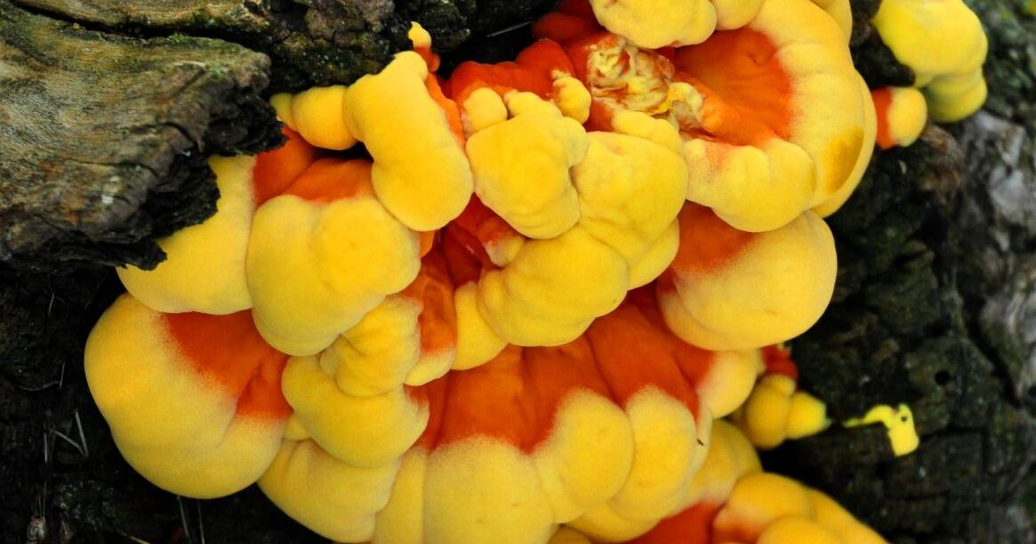 WASHBURN: The hunt for summer mushrooms