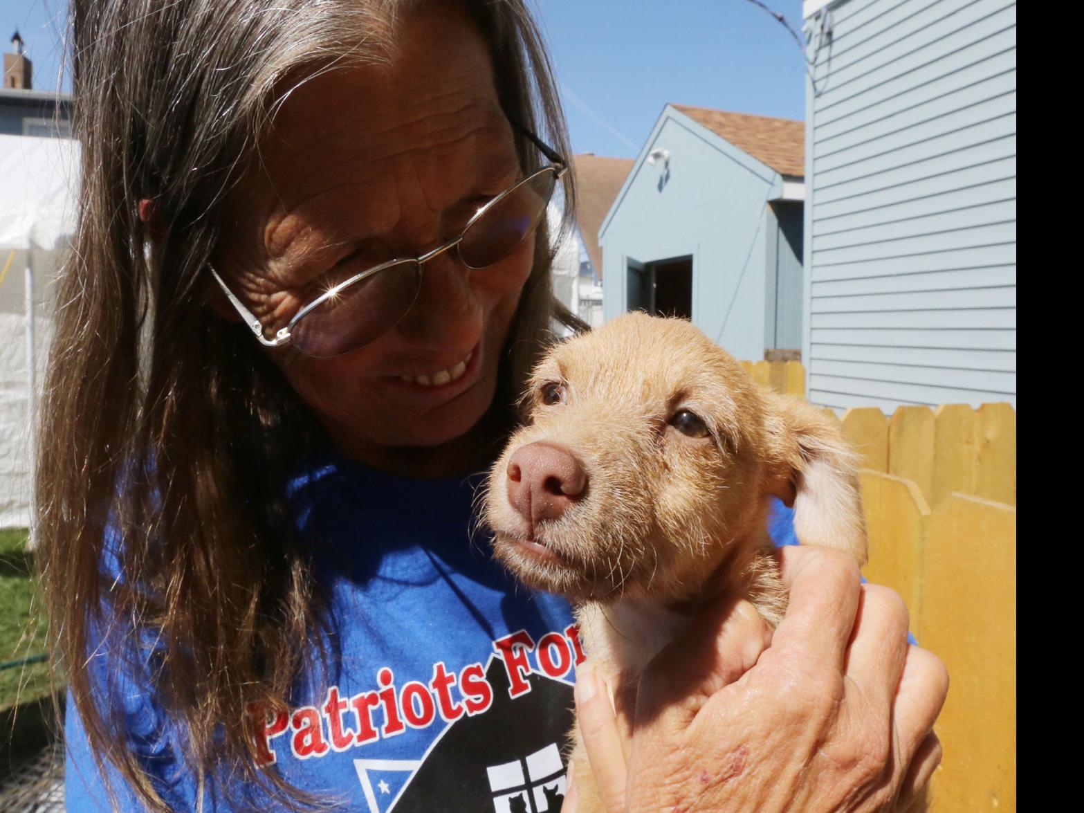 Clear Lake Animal Shelter Searching For Homes For Rescued Dogs After Hurricane Harvey With Photos Mason City North Iowa Globegazette Com