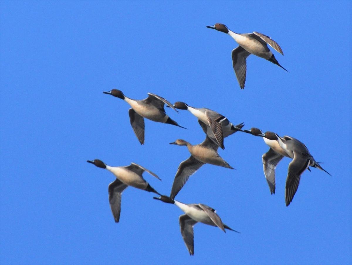 Migrating waterfowl provide aerial ballet  Features  globegazette.com