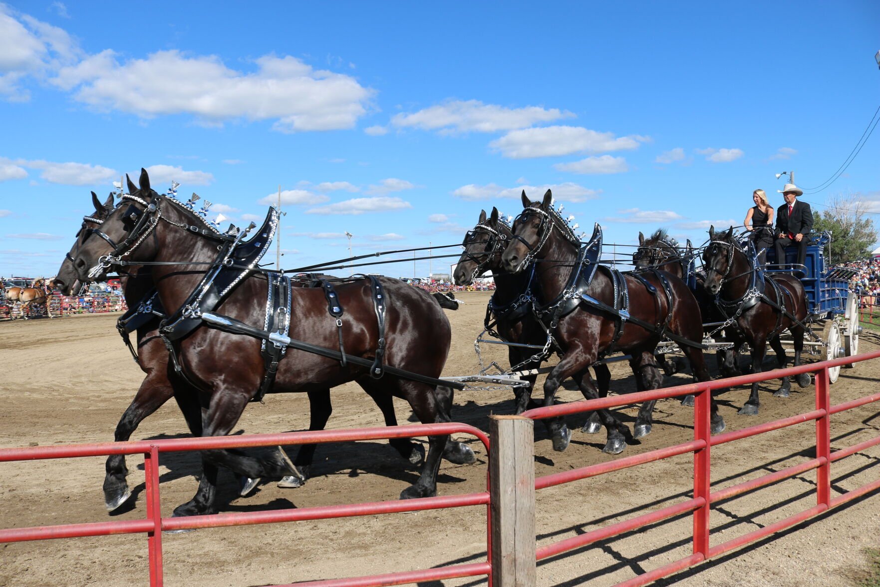 North Americas top draft horses, drivers competed in 41st Britt extravaganza