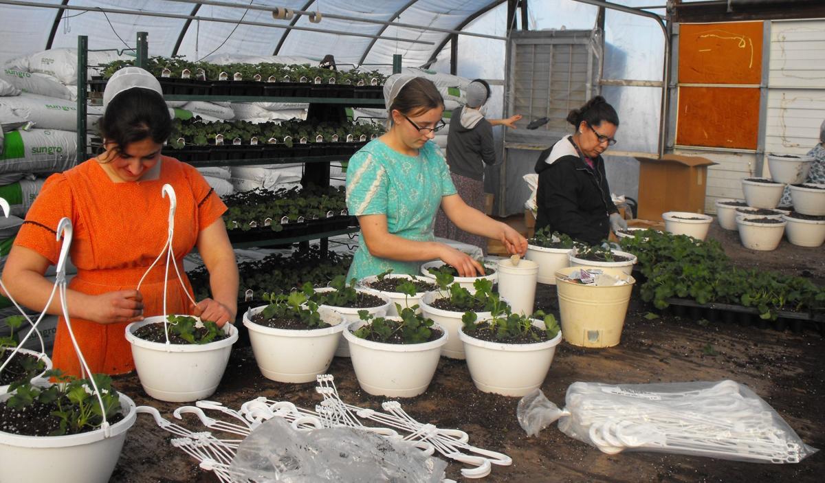 Stillwater Greenhouse Hobby to harvest Business