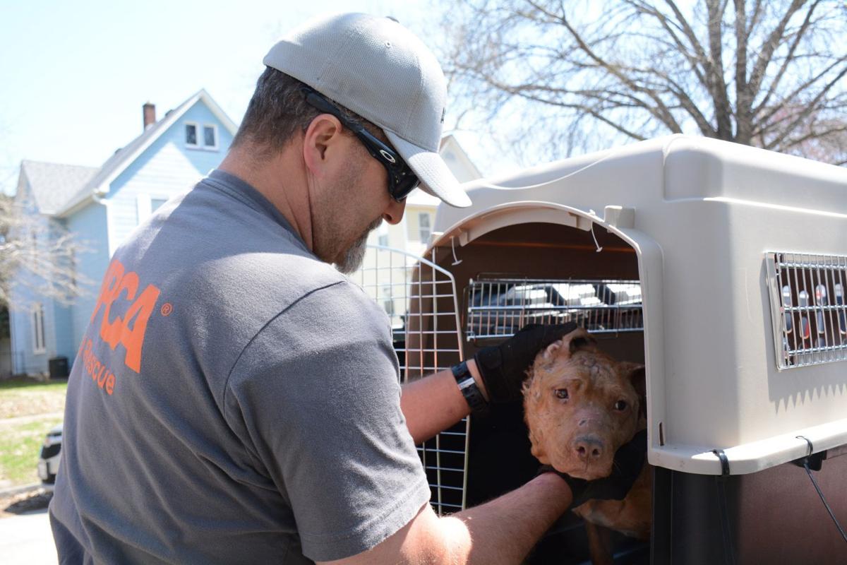 2 arrested in Quad Cities dog fighting raid to appear in court