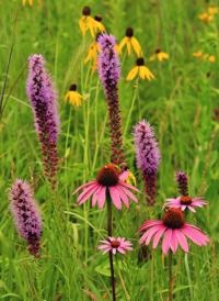 Washburn: Living remnants of Iowa’s heritage in full bloom