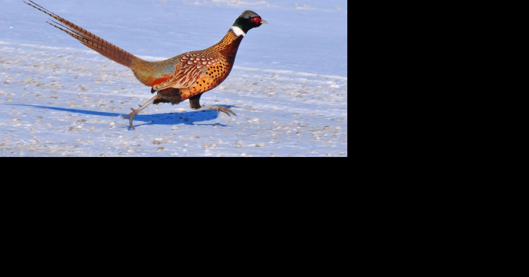 Washburn: The flyway's wariest waterfowl are on the move