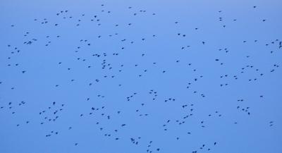 Washburn Outdoors: Time had arrived for mallard mayhem