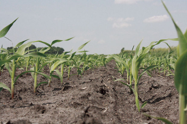 12-inch row corn could push yields dramatically higher