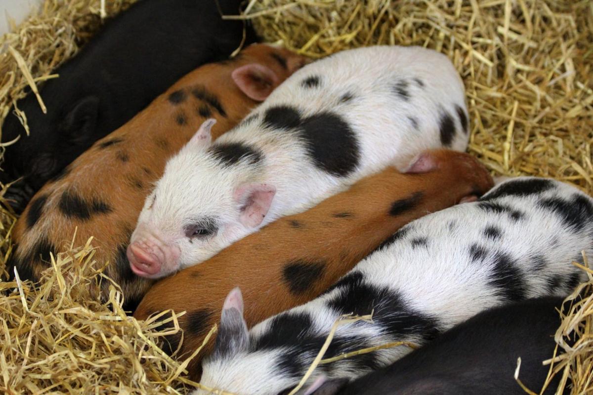 Piglet stock photo