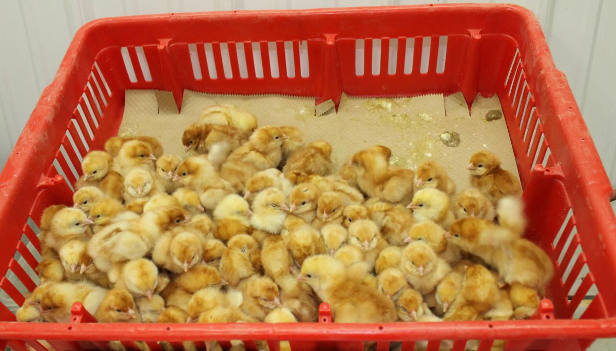 Hoovers Hatching new business Business