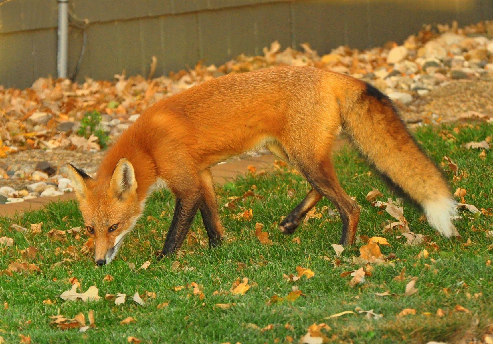 Love Him Or Hate Him The Red Fox Is Clear Lake s Newest Permanent 