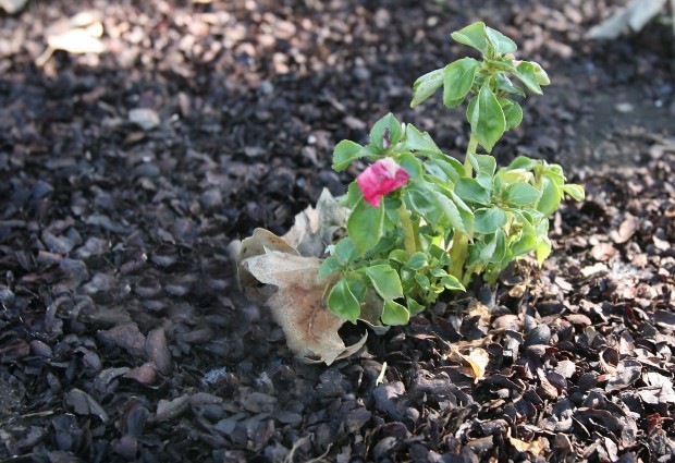 Much about mulch Features