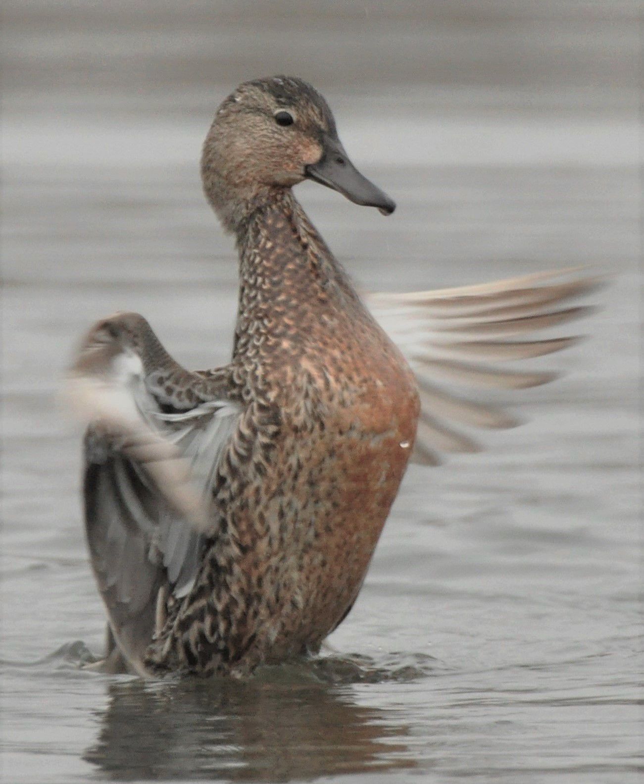 best e collar for duck hunting 2018