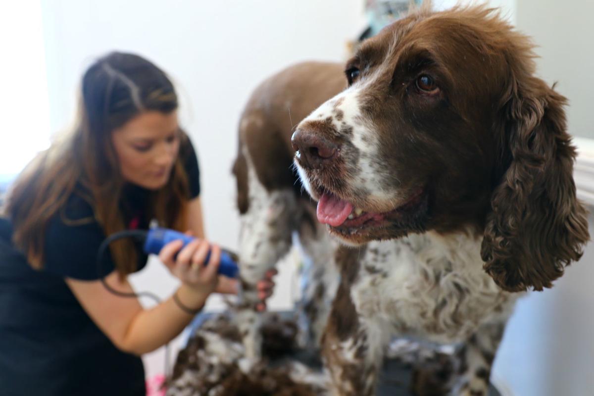 Pretty Paws: Wesley native grows animal grooming, boarding business in