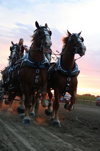 4-Horse Hitch 1