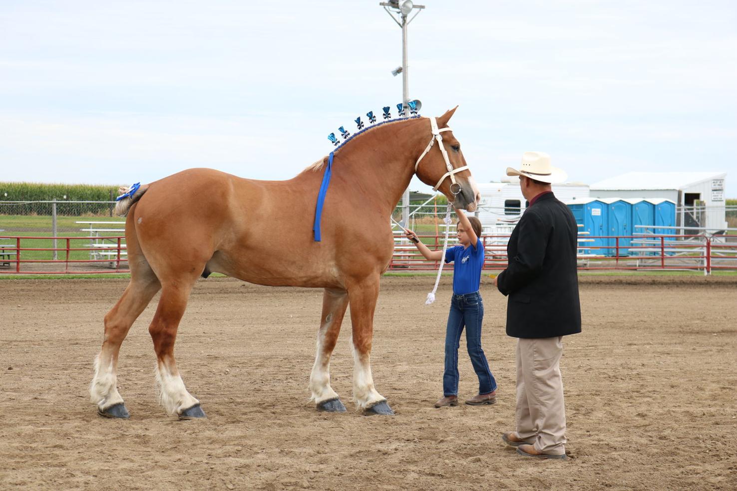 Photos 2019 Britt Draft Horse Show Groomer and Showmanship Show