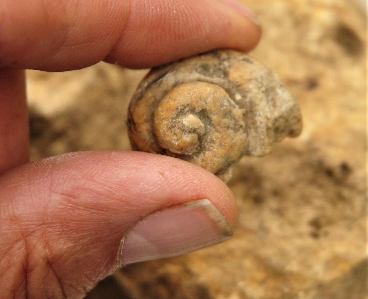 Washburn Land snails are first alert environmental indicators