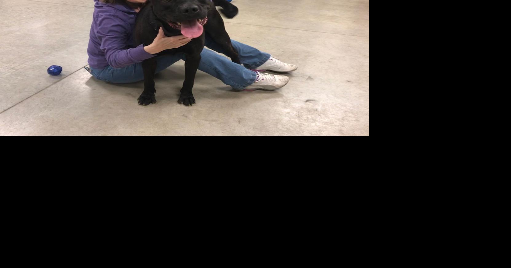 Need a companion during selfisolation? North Iowa animal shelters can help