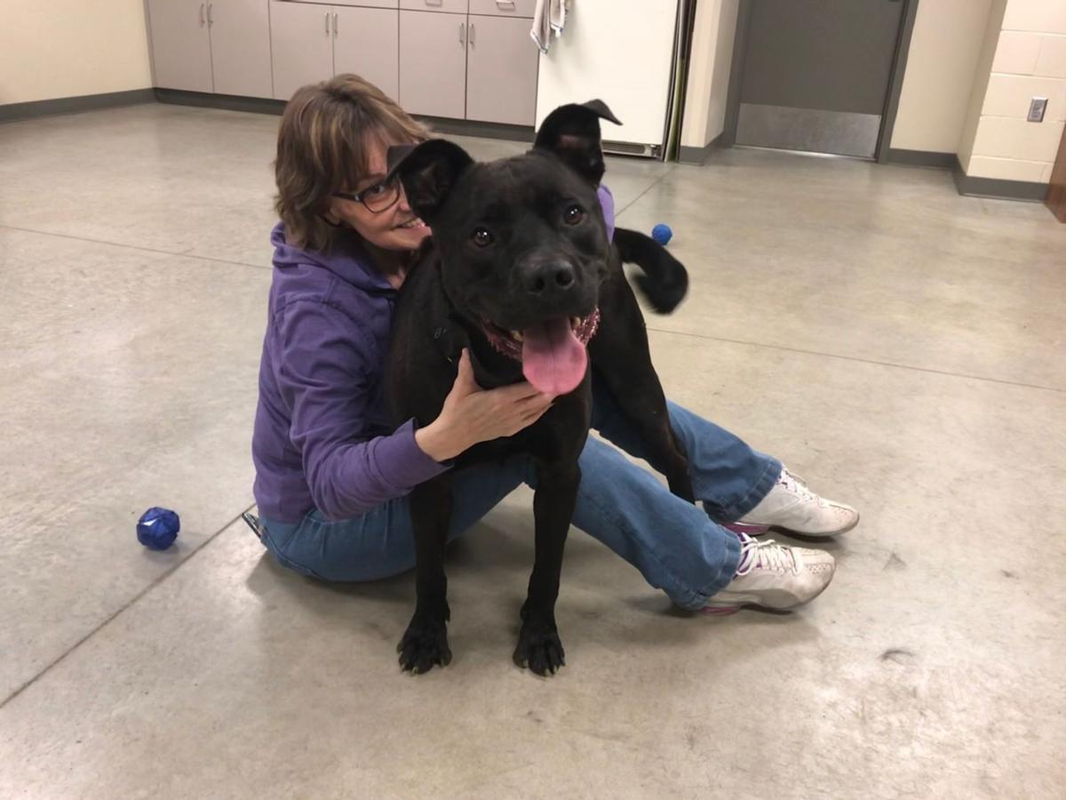 Need a companion during selfisolation? North Iowa animal shelters can help