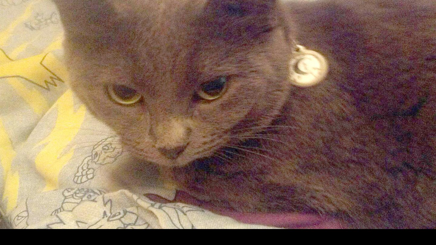 Forest City Family Credits Cat With Alerting Them To House Fire Mason City North Iowa Globegazette Com