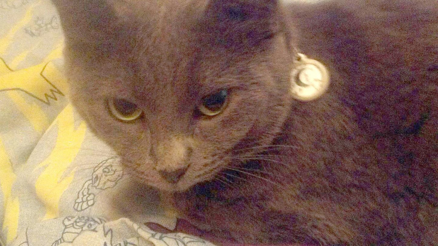 Forest City Family Credits Cat With Alerting Them To House Fire Mason City North Iowa Globegazette Com