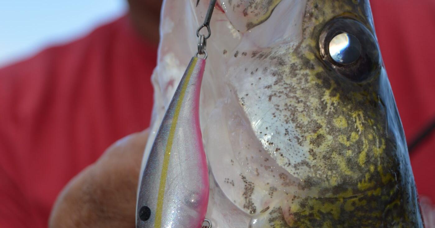 JENSEN: Pattern the fish - Vimarsana News
