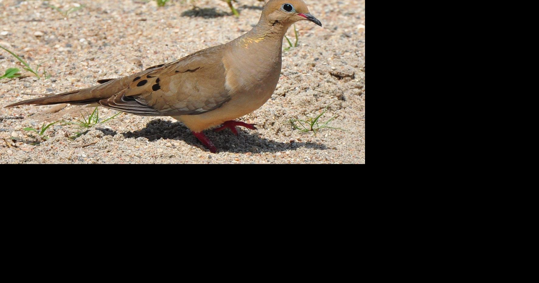 Iowa dove season opens Sept. 1