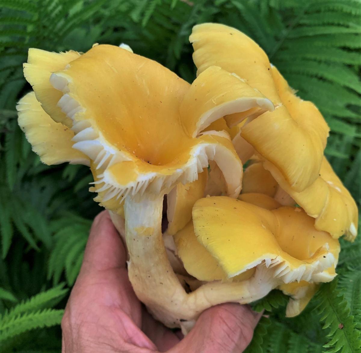 Golden oyster