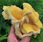 Washburn: There's a new mushroom in town