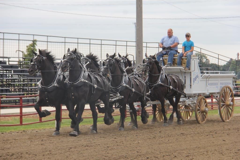 Labor Day tradition Britt Draft Horse Show is this weekend (with