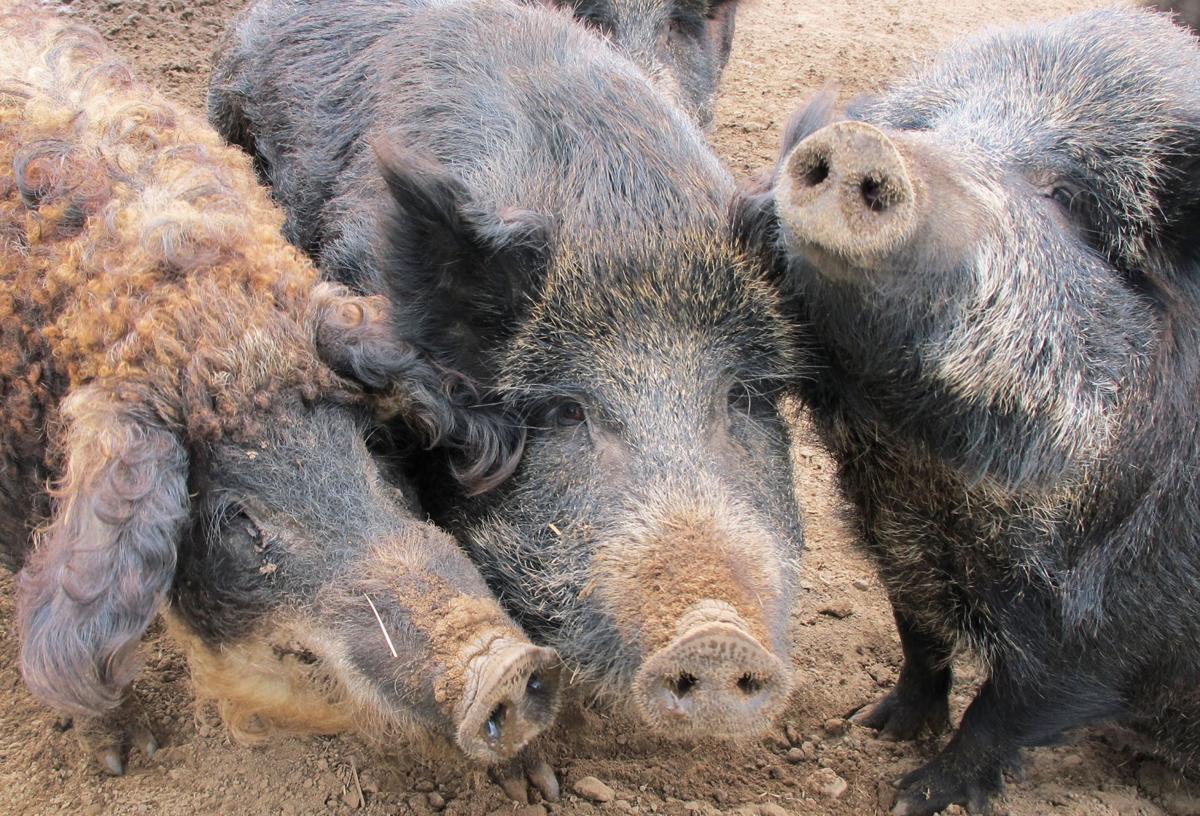 Feral Hog Backlash